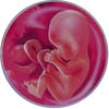 http://calcsoft.ru/img/pregnancy/15week.jpg