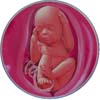 http://calcsoft.ru/img/pregnancy/26week.jpg