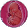 http://calcsoft.ru/img/pregnancy/28week.jpg