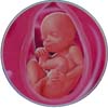 http://calcsoft.ru/img/pregnancy/29week.jpg