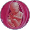 http://calcsoft.ru/img/pregnancy/32week.jpg