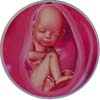 http://calcsoft.ru/img/pregnancy/36week.jpg
