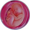 http://calcsoft.ru/img/pregnancy/39week.jpg