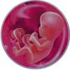 http://calcsoft.ru/img/pregnancy/13week.jpg