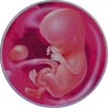 http://calcsoft.ru/img/pregnancy/14week.jpg