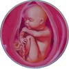 http://calcsoft.ru/img/pregnancy/38week.jpg