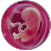 http://calcsoft.ru/img/pregnancy/9week.jpg